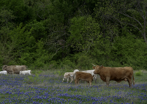 bluebonnets texas wildflowers ruraltexas ruraltown america cattle grazing cows lon