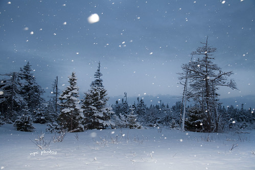 winter forest snowflakes newfoundland canada landscape