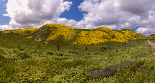 temblorrange carrizoplains sanandreasfault green yellow colors wildflowers superbloom california socal