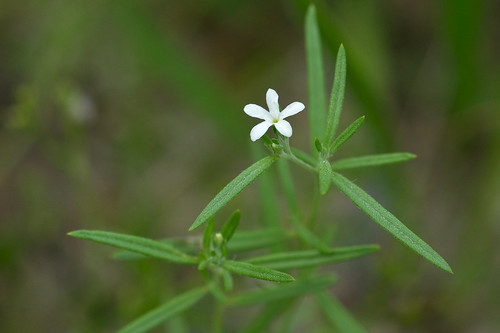 white flower boraginaceae heliotropium heliotropiumtenellum pastureheliotrope slenderheliotrope