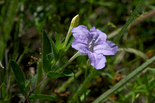 flower purple acanthaceae wildpetunia ruellia ruelliahumilis hairywildpetunia