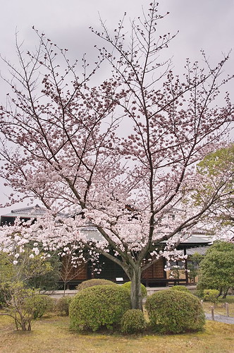 【写真】2013 桜 : 渉成園/2020-04-06/IMGP8924