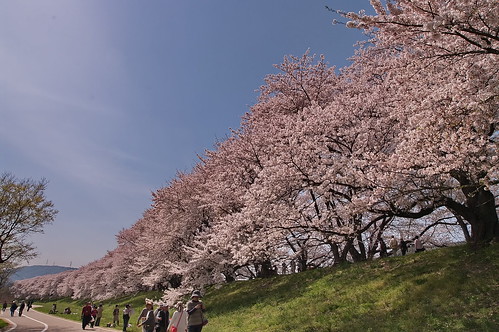 【写真】2013 桜 : 背割堤/2020-03-23/IMGP9699