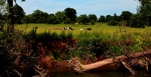 colour contrast landscape scenery cows explore flats herefordshire hereford lugg anawesomeshot dazzlingshot vividstriking leshaines dailyshoot2013
