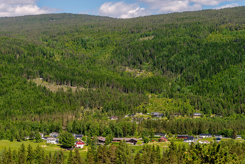 norway norge østlandet flå buskerud infiniteblue bjørneparken anasplatyrhynchosdomesticus bjørnparken