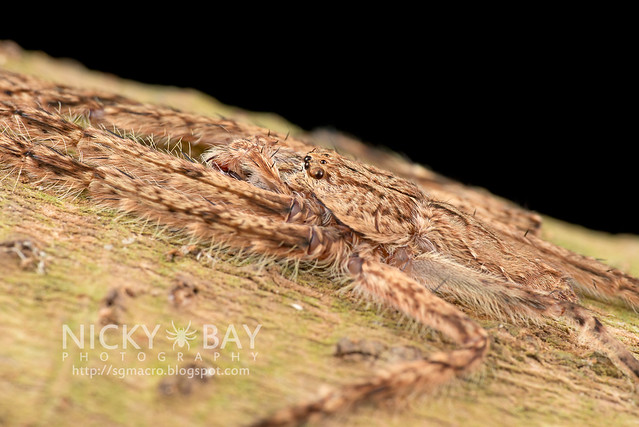 Huntsman Spider (Sparassidae) - DSC_0075