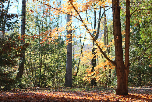 autumn trees ontario fall maple 40mm hastingscounty