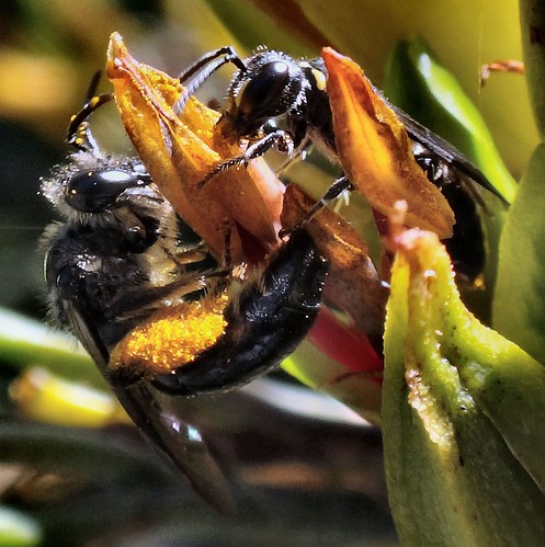 bumblebee honeybee newzealandflax phormiumtenax leioproctussp blinkagain waikatoriverhamiltonnewzealand