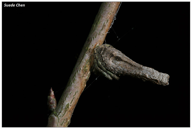 枯枝尖鼻蛛 Poltys columnaris Thorell, 1890