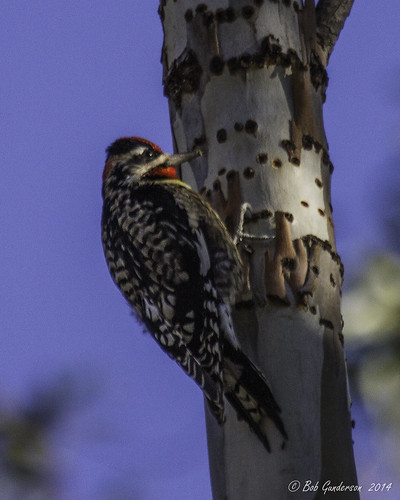 california birds northerncalifornia woodpeckers centralvalley solanocounty rednapedsapsucker sphyrapicusnuchalis joslinlanevacaville