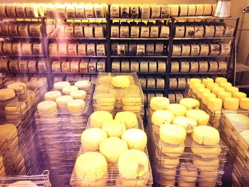 Whitestone Cheese factory tour in Oamaru