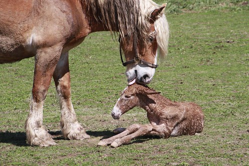 roadtrip missouri newborn mule justborn foal 2014 missourimule belgianshire