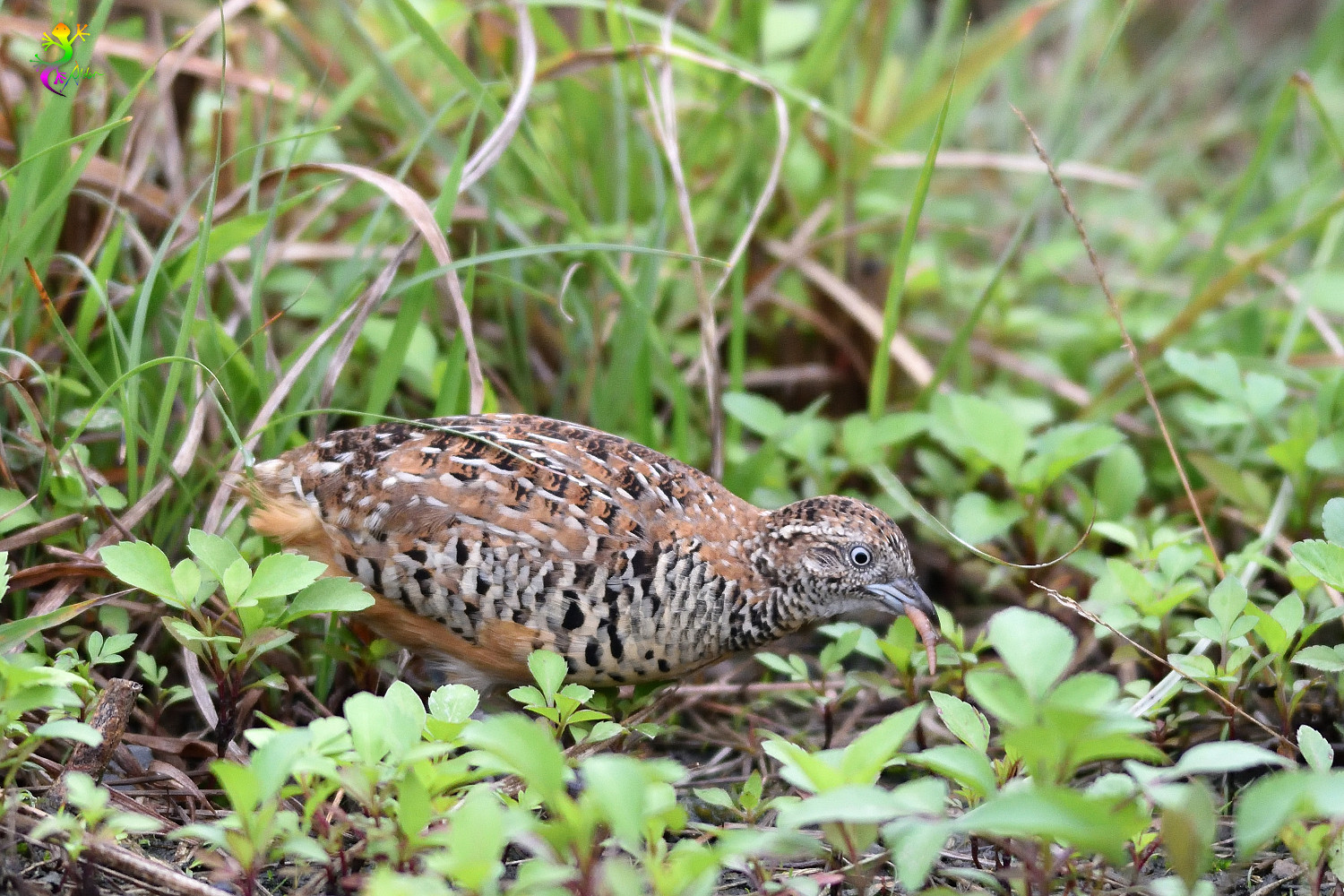 Barred_Buttonquail_9191