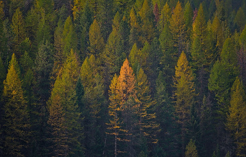montana ©kimtaylor photocontesttnc13 spottedbearmt