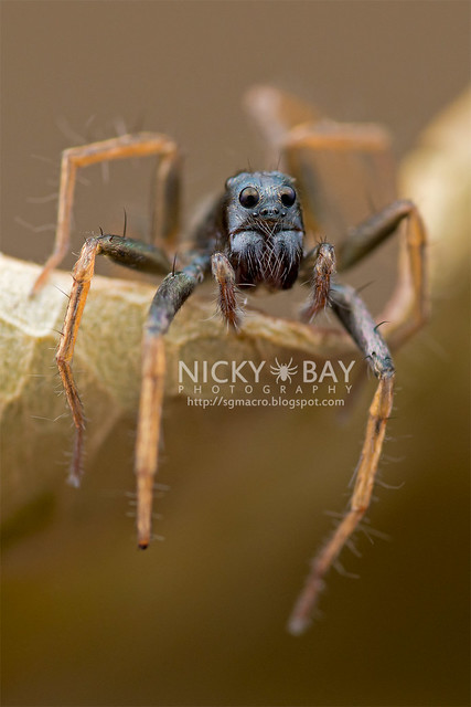 Wolf Spider (Lycosidae) - DSC_3415