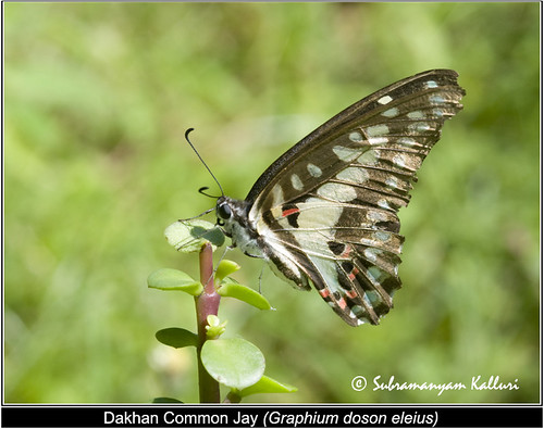 papilionidae butterflyindia butterfliesofandhrapradesh
