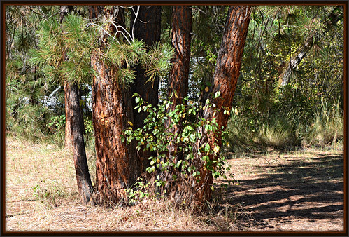 trees texture nature river montana shadows missoula campground 197 clarkforkriver beavertailhillstatepark