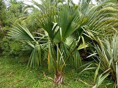 Coastal plain palm
Tropical texture
Fully evergreen
Smooth edges on petiole