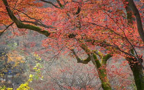 asia autumn higashiyama japan kiyomizudera kyōto kyōtoshi kyōtofu