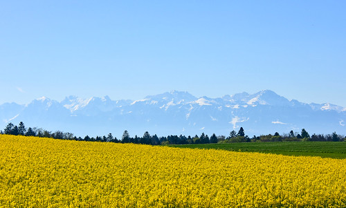 sullens vaud suisse colza jaune campagne montagnes