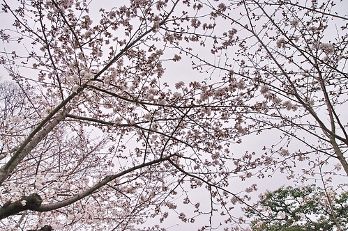 【写真】2013 桜 : 渉成園/2020-04-06/IMGP8901