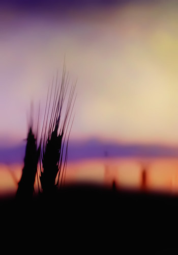 sunset silhouette night landscape wheat southaustralia barossavalley freeling