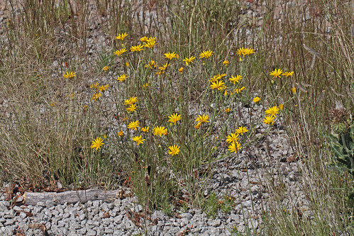 flower wildflower asteraceae asterales asterids goldenweed catronco xanthisma slendergoldenweed nm2013 xanthismagracilis