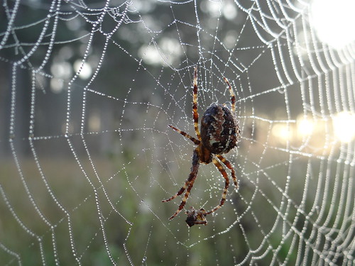 sunrise spider web dew