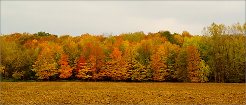 autumn trees color fall raw michigan roxand mulliken joeldinda 1v1 alejandrohide
