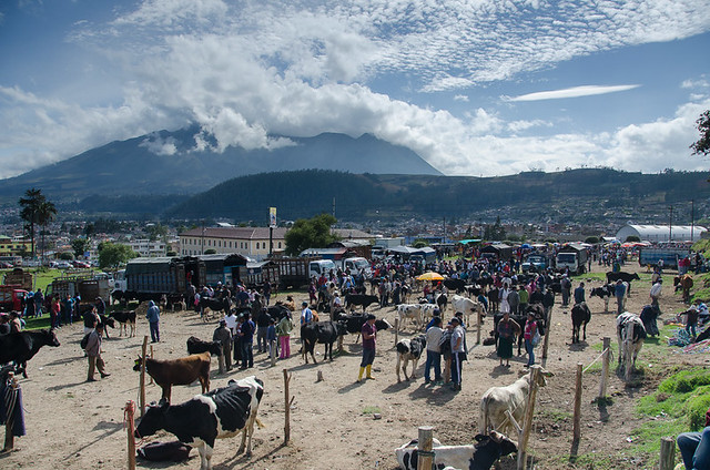 Otavalo Animal Market in Ecuador