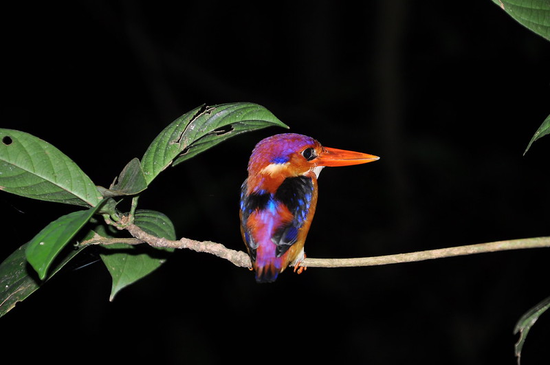 Night jungle trek- Black Backed/ Oriental Dwarf kingfisher