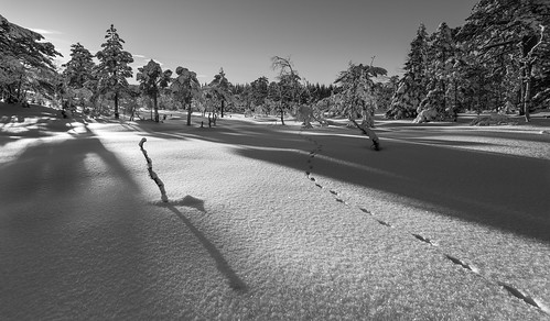 trees winter sunset sun snow cold oslo norway pine forest solitude afternoon shadows samsung tranquility serenity nordmarka snowcover powdersnow foxtrail nx210