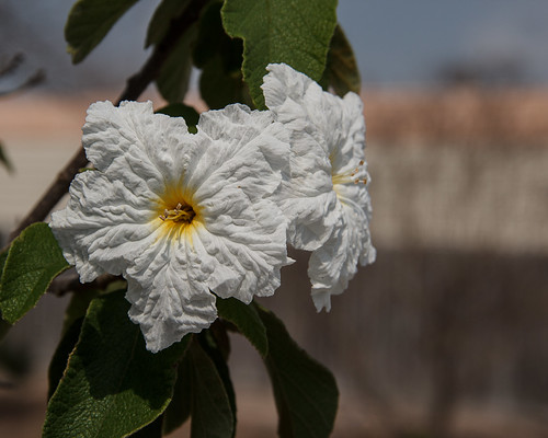 flower portaransas hibiscus white