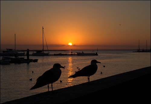algarve olhão portugal gull bird sun sunset boats sky sea quay waterfront silhouette