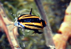 

Water beetles; modified for life in water, head sunk partly back into thorax outline rounded and smooth; hind legs
broad, flat, fringed with hairs for swimming