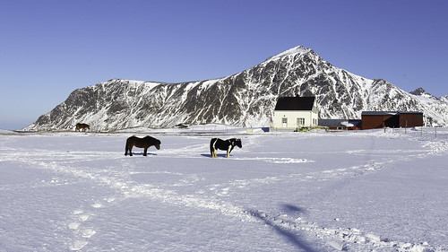 flakstad nordland norvège no lofoten arctic articcircle norway ocean mountains horses farm snow