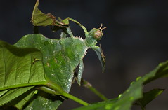 Giant Leaf Insect (Phyllium giganteum)