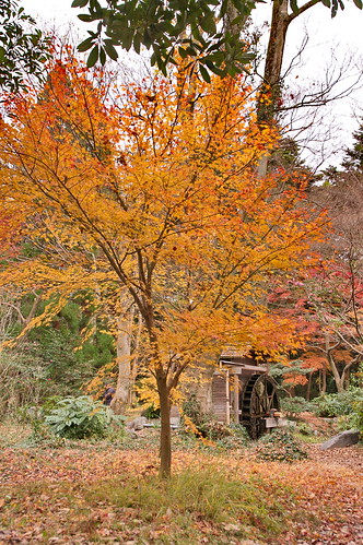 【写真】2012 紅葉 : 京都府立植物園/2019-04-01/IMGP8461