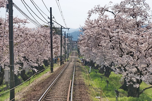 【写真】2013 桜 : 宇多野－鳴滝間（２）/2020-05-01/IMGP9581