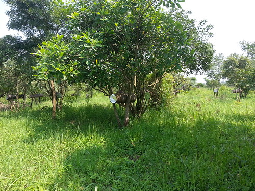 Ojok Simons bee farm in rural Gulu