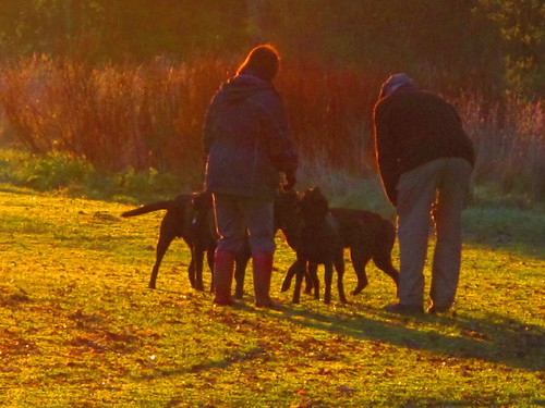 dogs sunrise yakstrangler