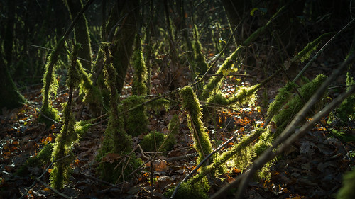 france photographie paysage forêt vienne mousse poitoucharentes