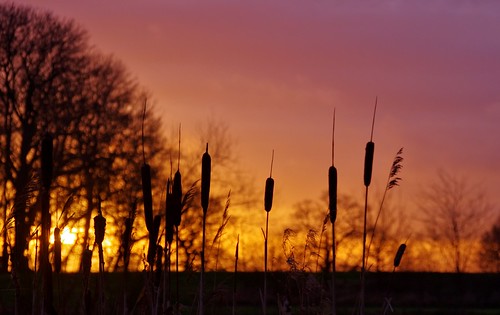 trees light sunset sun colour set reeds derbyshire swanwick thehayes