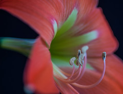 Amaryllis - full blossom