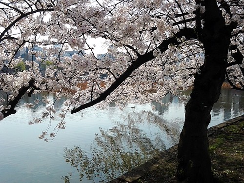 上野公園の桜(2014/04/02)