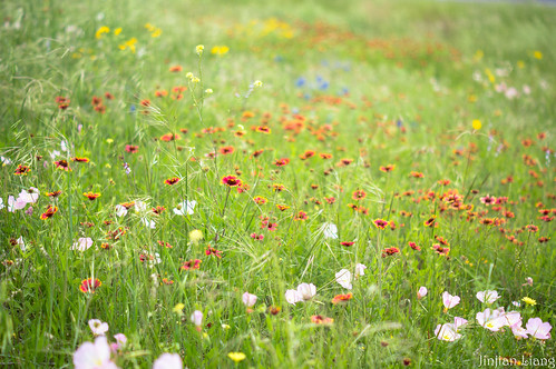 usa flower geotagged spring texas unitedstates sony alpha wildflower whitehall navasota a55 2013 geo:lat=3027603667 geo:lon=9597234000