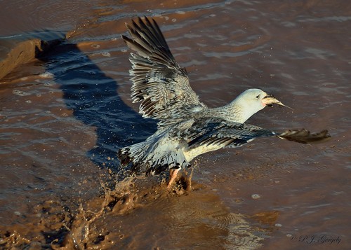 birds lowresolution bravo gulls grouptags avianexcellence allrightsreserved©drgnmastrpjg eiap rawjpg naturesspirit