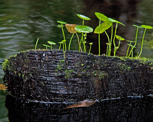 pond