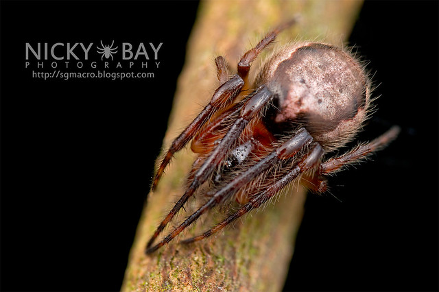 Orb Web Spider (Araneidae) - DSC_0795