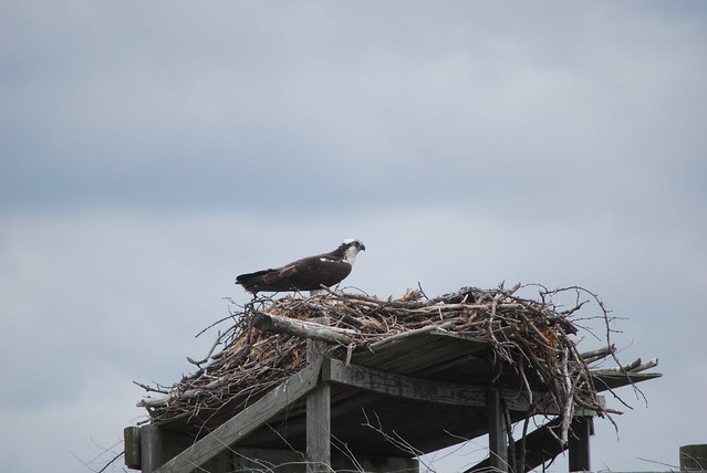 Osprey will soon start refurbishing their nests.